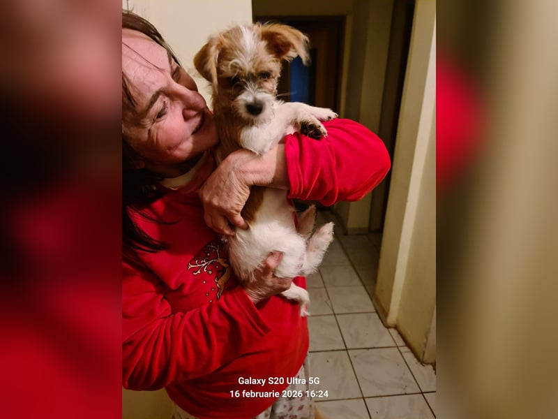 TAPSI - aufgewecktes Hundemädchen *reserviert*