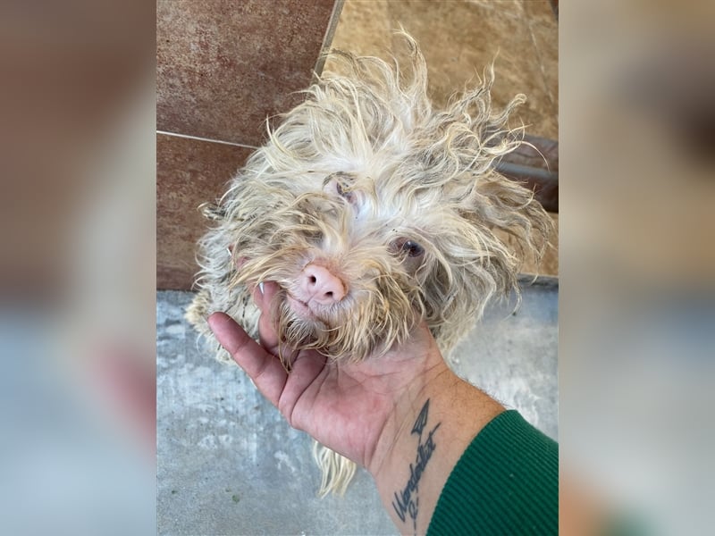 Artico - zurückhaltender Albinorüde