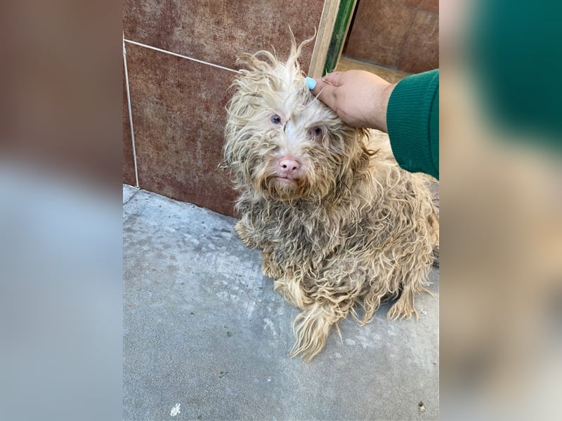 Artico - zurückhaltender Albinorüde