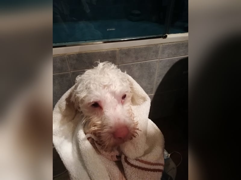 Artico - zurückhaltender Albinorüde