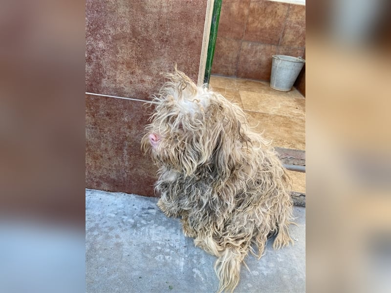 Artico - zurückhaltender Albinorüde