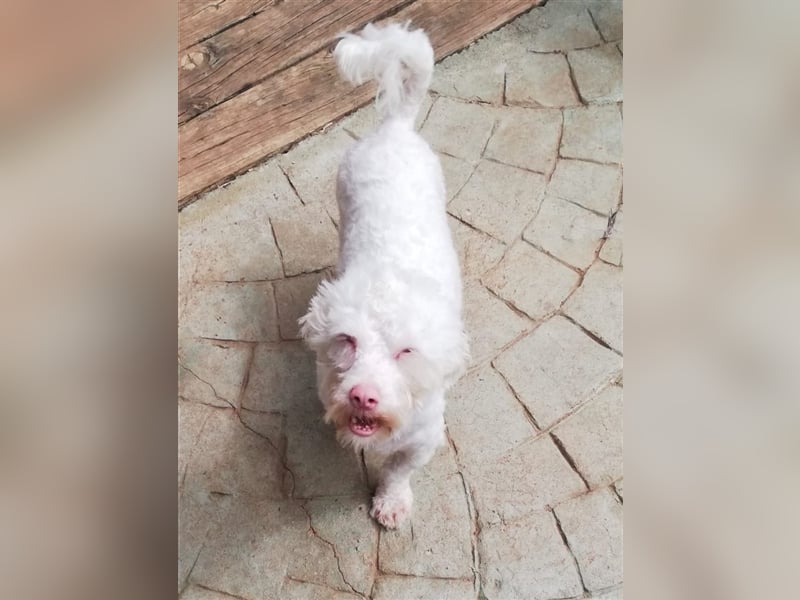 Artico & Olaf - ca. 1 Jahr alt, 32 cm Schulterhöhe