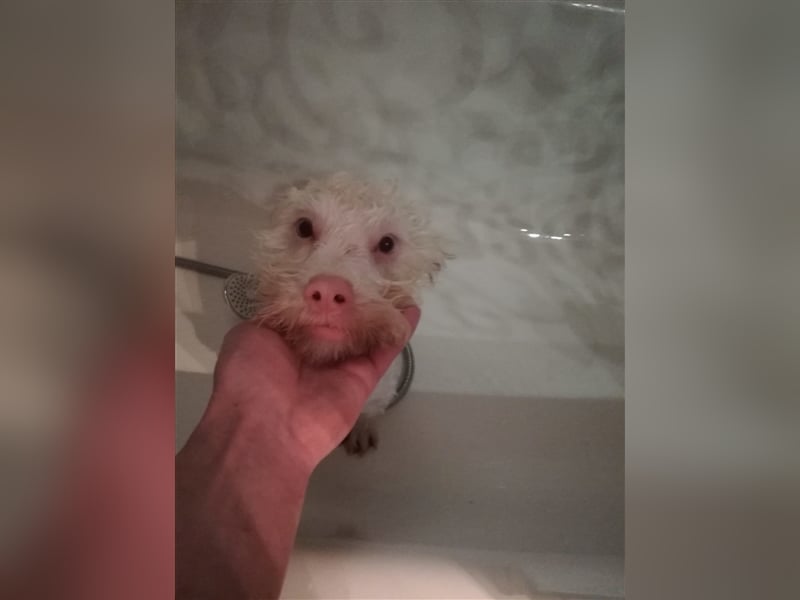 Artico - zurückhaltender Albinorüde