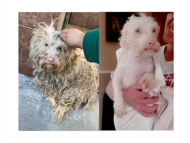 Artico & Olaf - ca. 1 Jahr alt, 32 cm Schulterhöhe