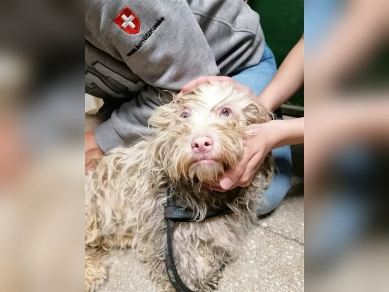 Artico - zurückhaltender Albinorüde