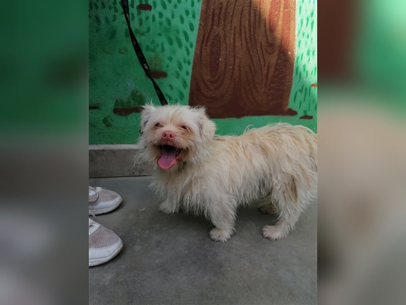 Artico & Olaf - ca. 1 Jahr alt, 32 cm Schulterhöhe