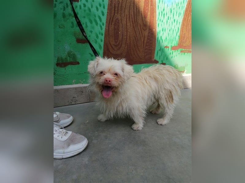 Artico & Olaf - ca. 1 Jahr alt, 32 cm Schulterhöhe