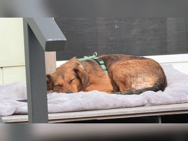 Kleine Sissy wartet in 94107 Untergriesbach