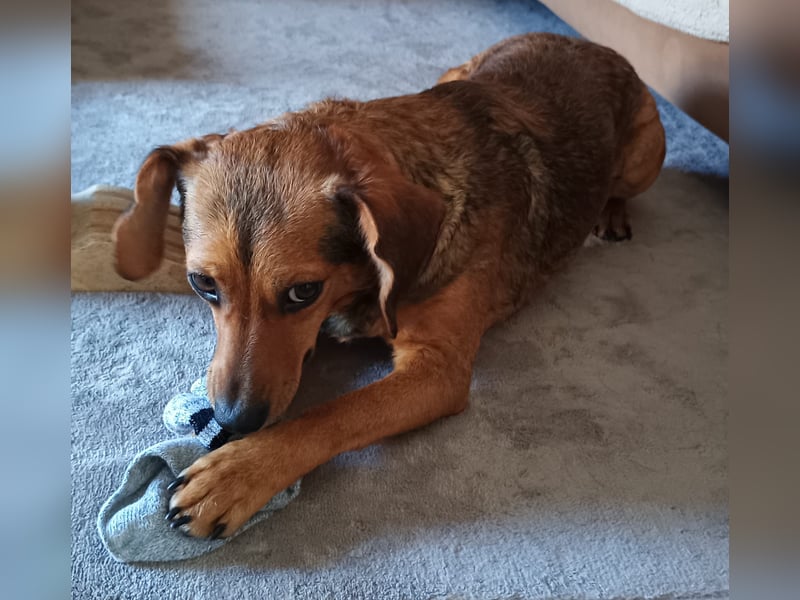 Kleine Sissy wartet in 94107 Untergriesbach