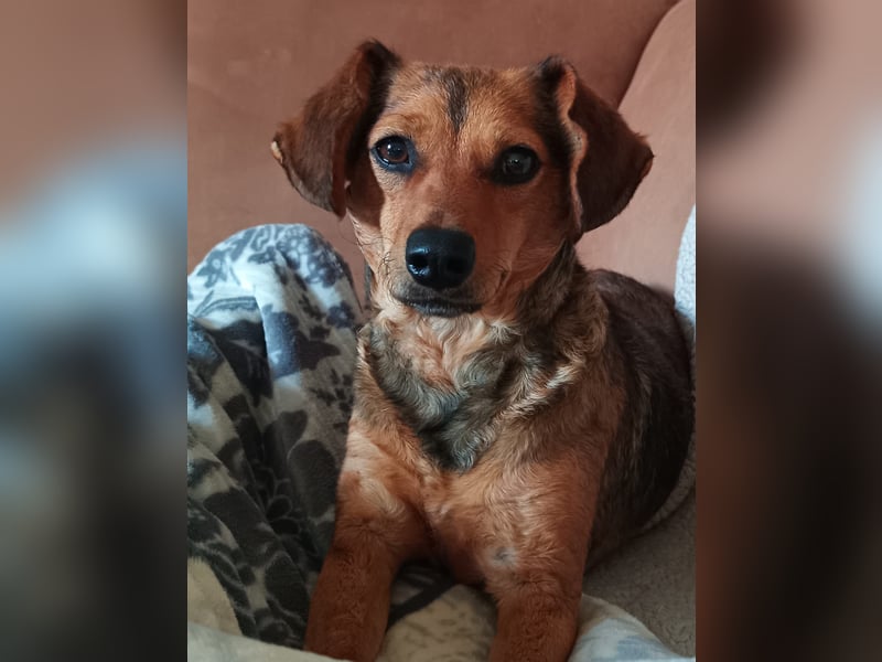 Kleine Sissy wartet in 94107 Untergriesbach