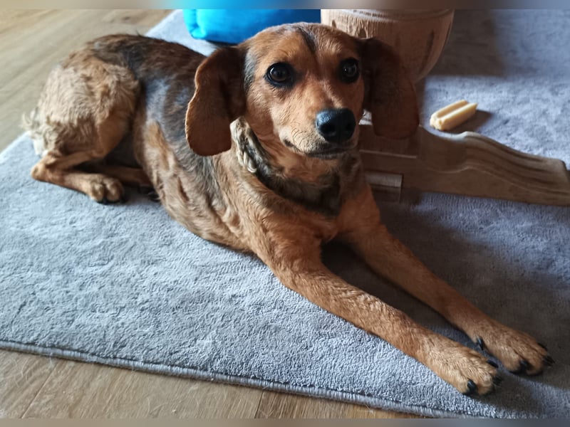 Kleine Sissy wartet in 94107 Untergriesbach