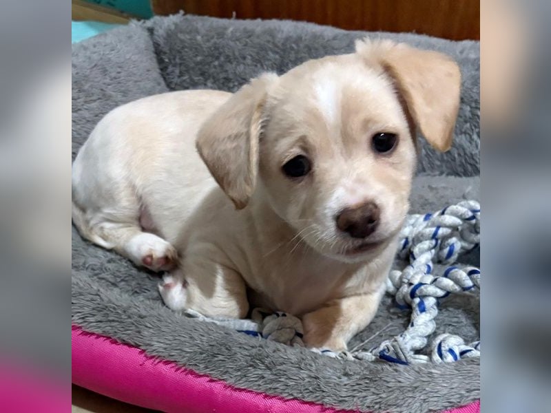 Joris, geb. ca. 10/2025, lebt in GRIECHENLAND, auf einer privaten Pflegestelle