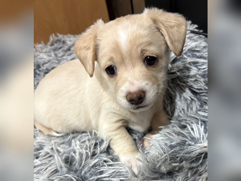 Joris, geb. ca. 10/2025, lebt in GRIECHENLAND, auf einer privaten Pflegestelle