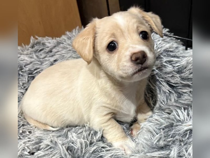 Joris, geb. ca. 10/2025, lebt in GRIECHENLAND, auf einer privaten Pflegestelle