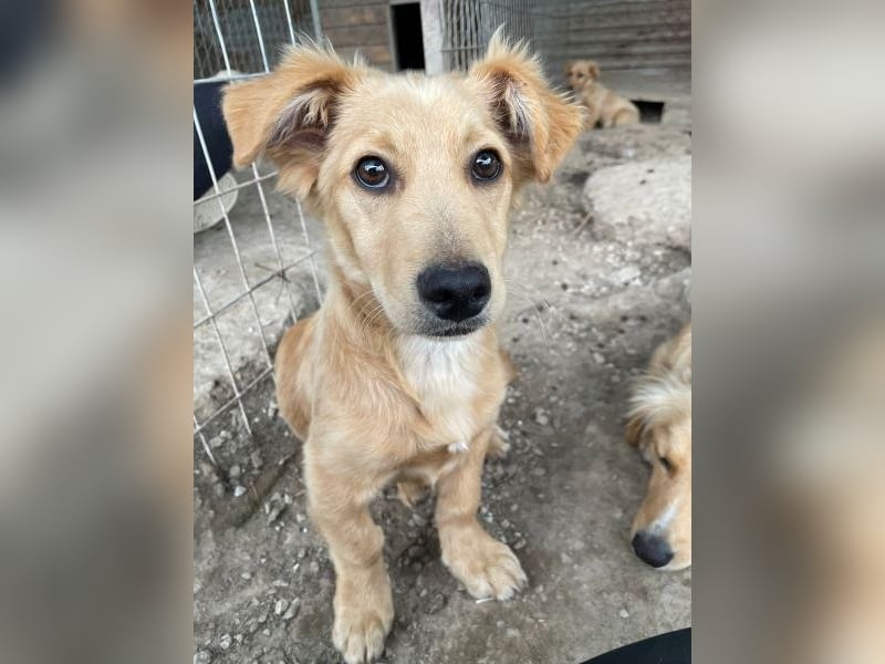 Nudel, geb. ca. 03/2026, lebt in GRIECHENLAND, im städt. Tierheim Serres