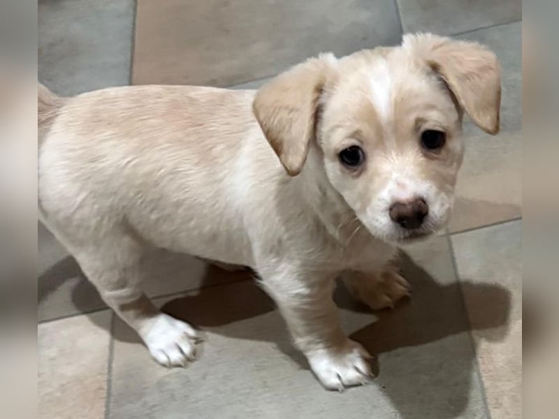 Joris, geb. ca. 10/2025, lebt in GRIECHENLAND, auf einer privaten Pflegestelle