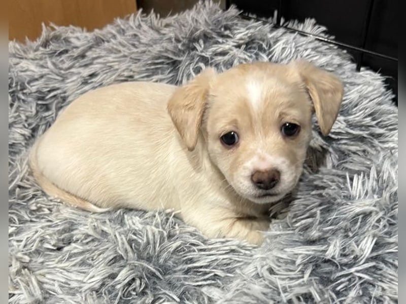 Joris, geb. ca. 10/2025, lebt in GRIECHENLAND, auf einer privaten Pflegestelle