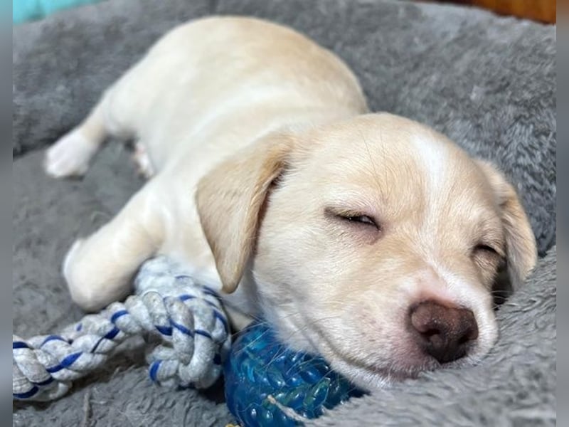 Joris, geb. ca. 10/2025, lebt in GRIECHENLAND, auf einer privaten Pflegestelle