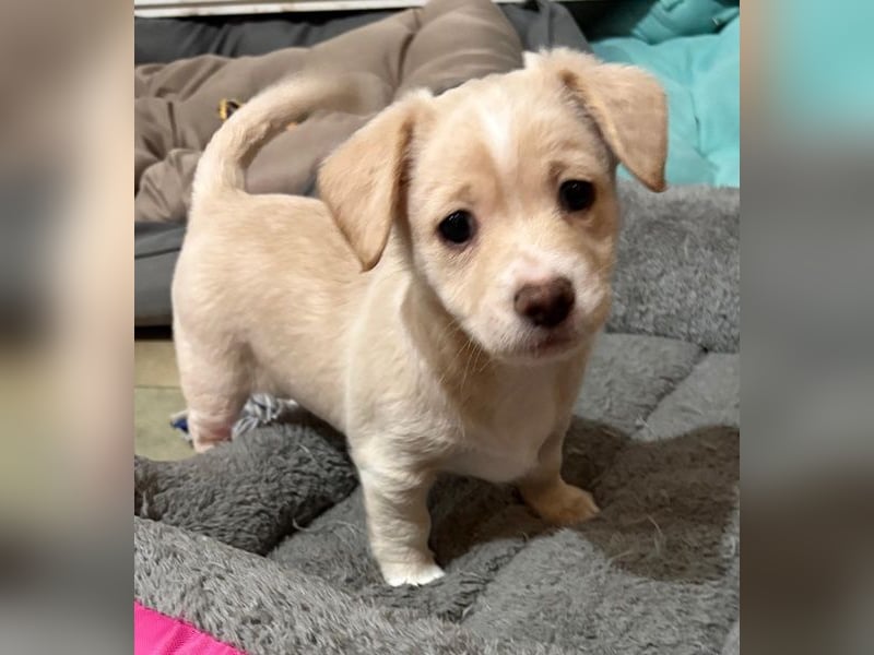 Joris, geb. ca. 10/2025, lebt in GRIECHENLAND, auf einer privaten Pflegestelle