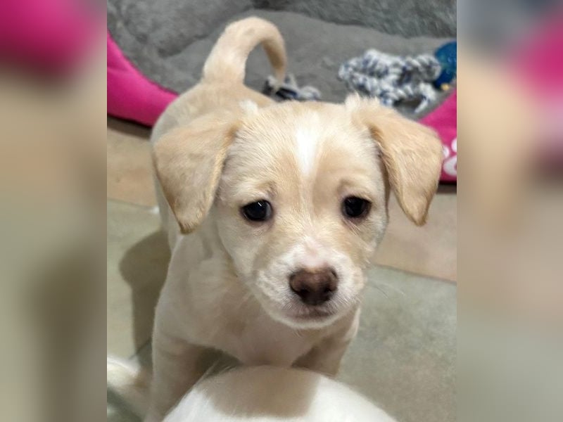 Joris, geb. ca. 10/2025, lebt in GRIECHENLAND, auf einer privaten Pflegestelle