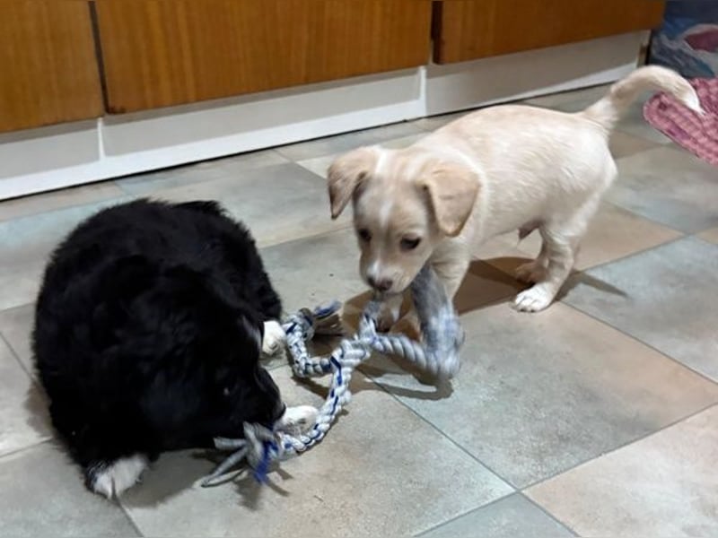 Joris, geb. ca. 10/2025, lebt in GRIECHENLAND, auf einer privaten Pflegestelle