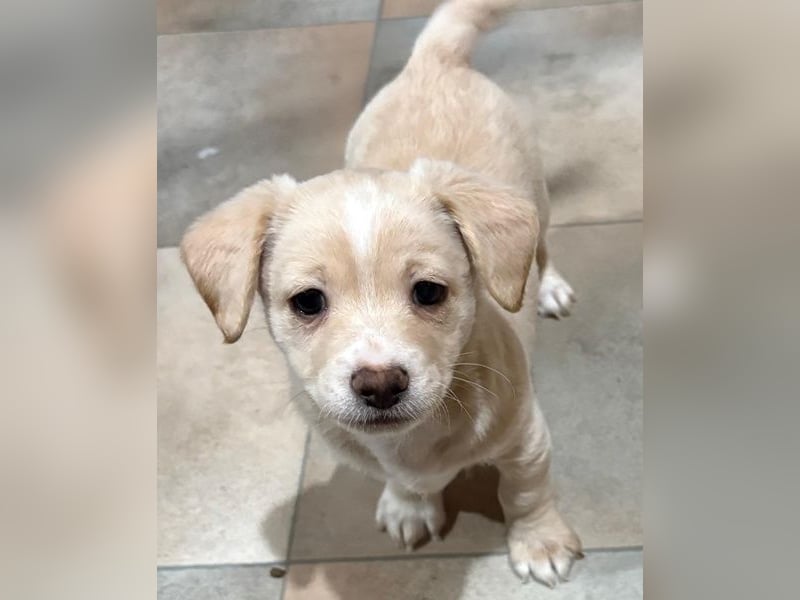 Joris, geb. ca. 10/2025, lebt in GRIECHENLAND, auf einer privaten Pflegestelle