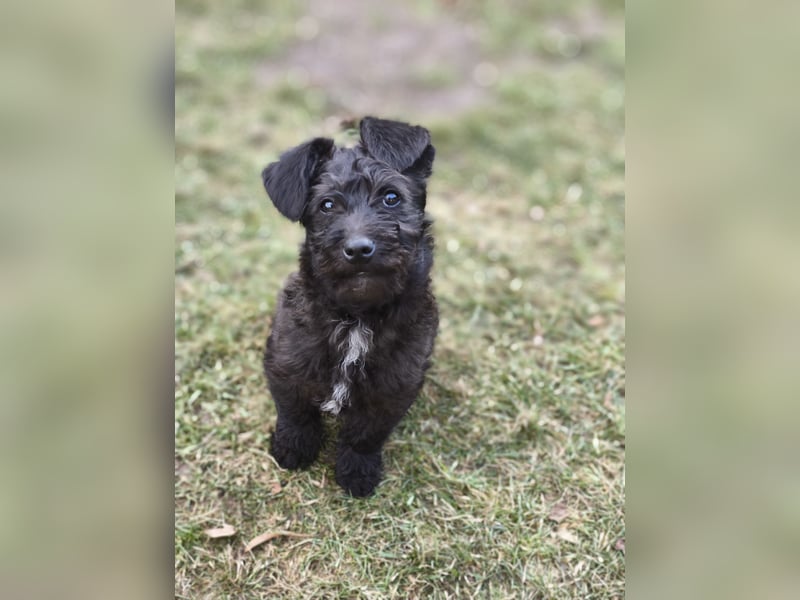 Supersüßer Mischlingswelpe  sucht neue Familie