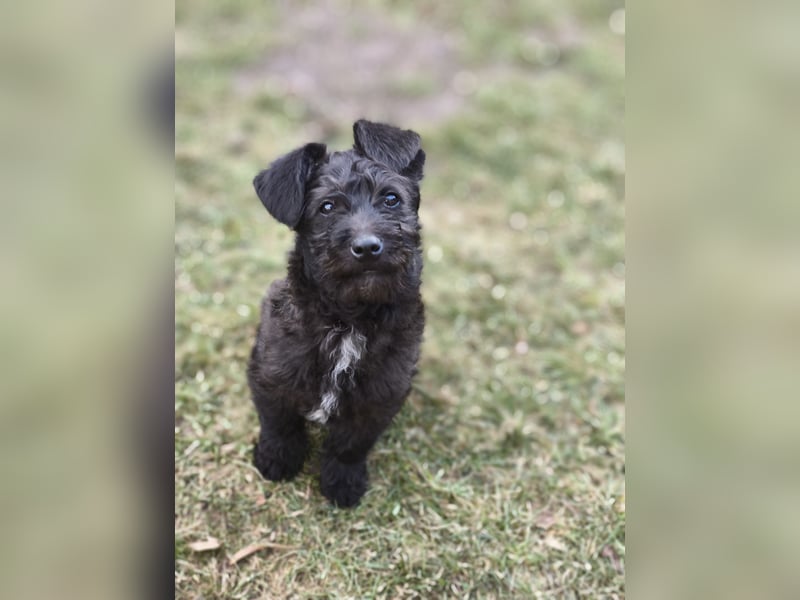 Supersüßer Mischlingswelpe  sucht neue Familie