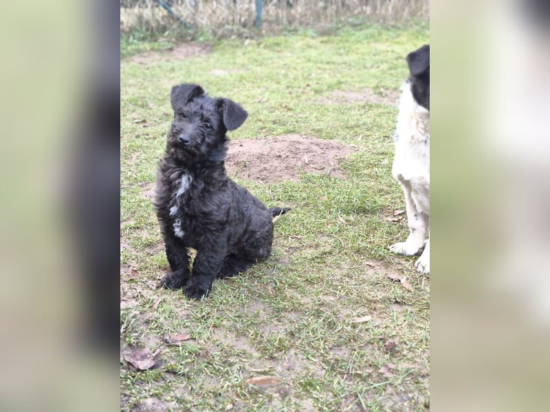 Supersüßer Mischlingswelpe  sucht neue Familie