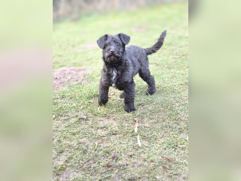 Supersüßer Mischlingswelpe  sucht neue Familie