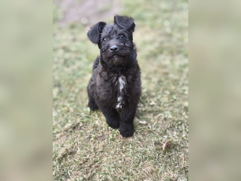 Supersüßer Mischlingswelpe  sucht neue Familie