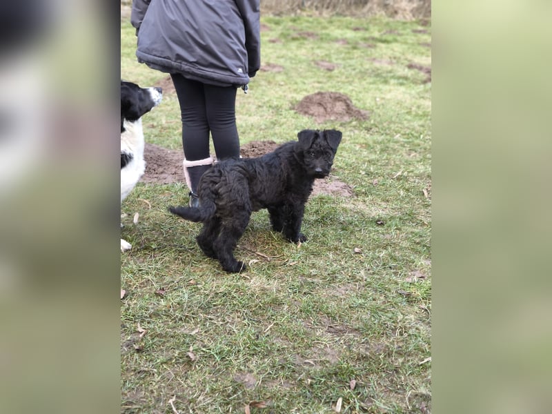 Supersüßer Mischlingswelpe  sucht neue Familie