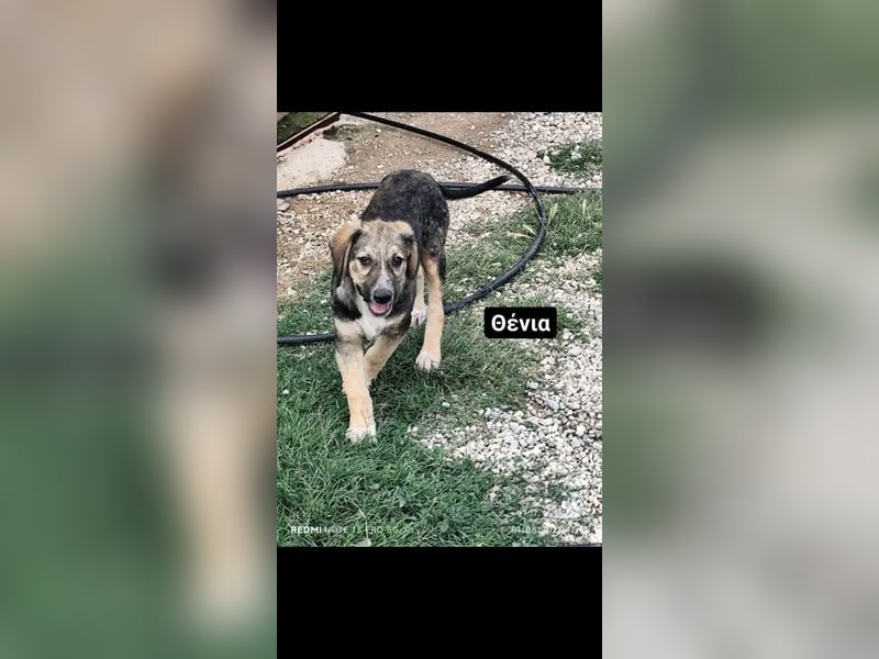 Xenia, schüchterne Schönheit, ca. 1 Jahr, ca. 38 cm, ca. 14 kg