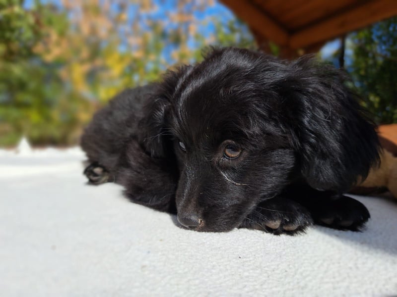 Luna, entdeckungsfreudiges Welpenmädchen, ca. 3 Monate, ca. 26 cm, ca. 4 kg
