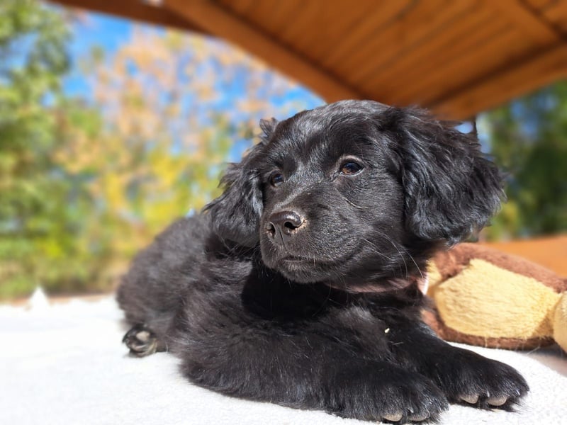 Luna, entdeckungsfreudiges Welpenmädchen, ca. 3 Monate, ca. 26 cm, ca. 4 kg