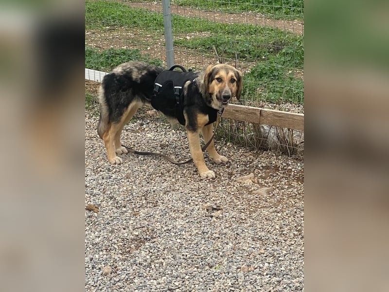 Xenia, schüchterne Schönheit, ca. 1 Jahr, ca. 38 cm, ca. 14 kg