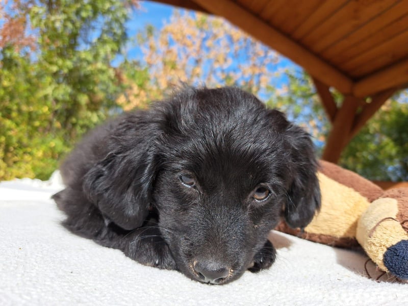 Luna, entdeckungsfreudiges Welpenmädchen, ca. 3 Monate, ca. 26 cm, ca. 4 kg