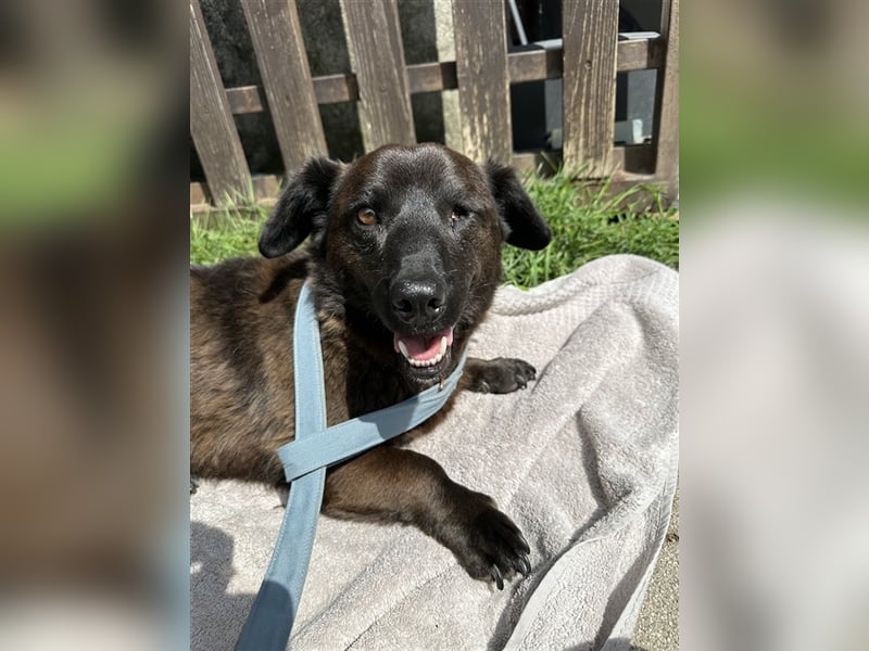 Brownie, lebensfroher Rüde, ca. 3 Jahre, ca. 30 cm, ca. 9 kg Brownie, lebensfroher Rüde, ca. 3 Jahre, ca. 30 cm, ca. 9 kg