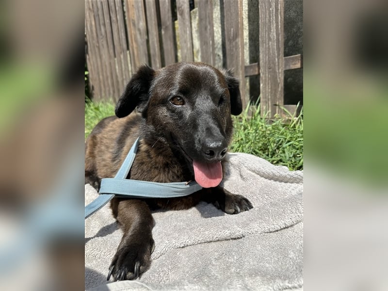 Brownie, lebensfroher Rüde, ca. 3 Jahre, ca. 30 cm, ca. 9 kg Brownie, lebensfroher Rüde, ca. 3 Jahre, ca. 30 cm, ca. 9 kg