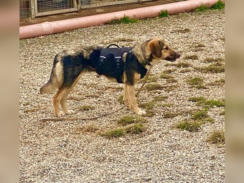 Xenia, schüchterne Schönheit, ca. 1 Jahr, ca. 38 cm, ca. 14 kg