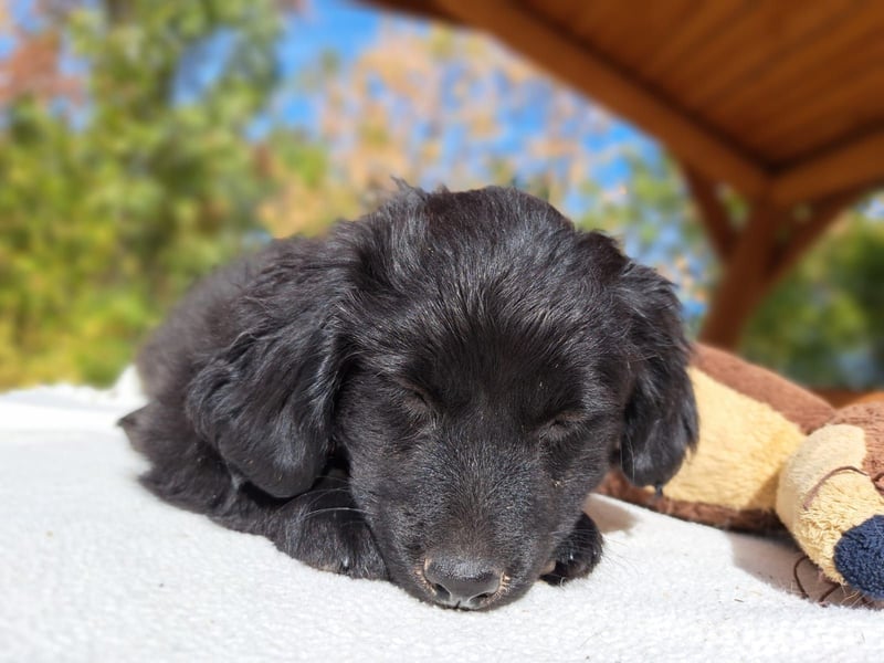 Luna, entdeckungsfreudiges Welpenmädchen, ca. 3 Monate, ca. 26 cm, ca. 4 kg