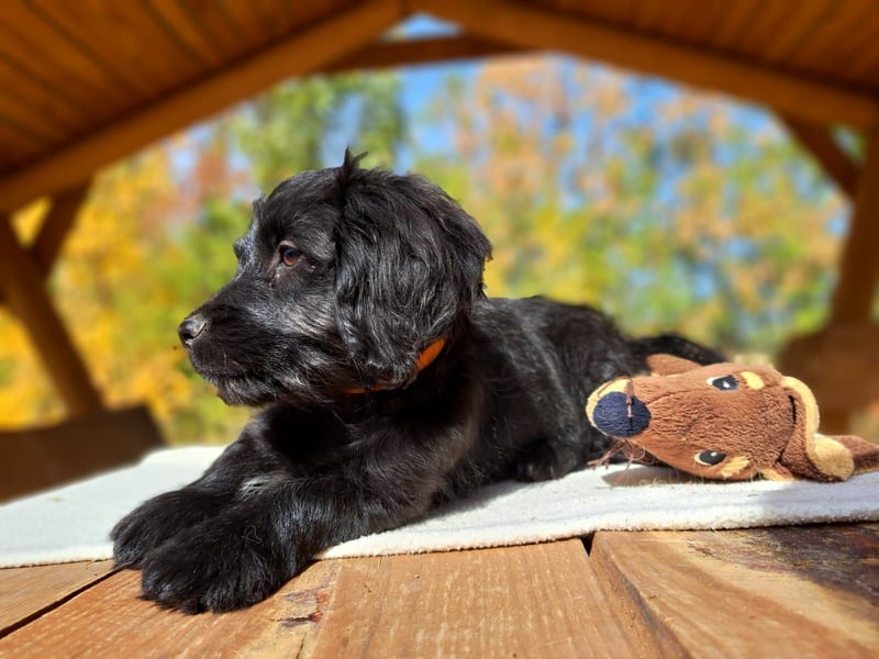 Libby, feinfühliges Welpenmädchen, ca. 3 Monate, ca. 26 cm, ca. 4 kg