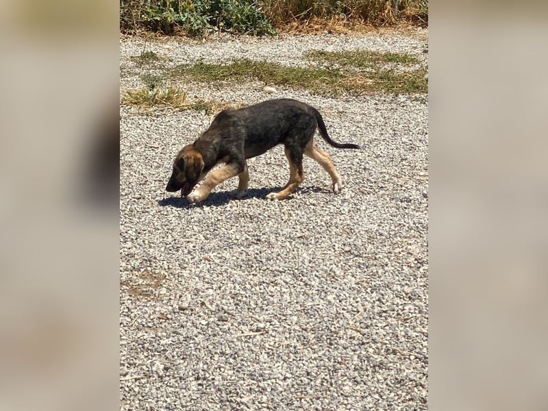 Xenia, schüchterne Schönheit, ca. 1 Jahr, ca. 38 cm, ca. 14 kg