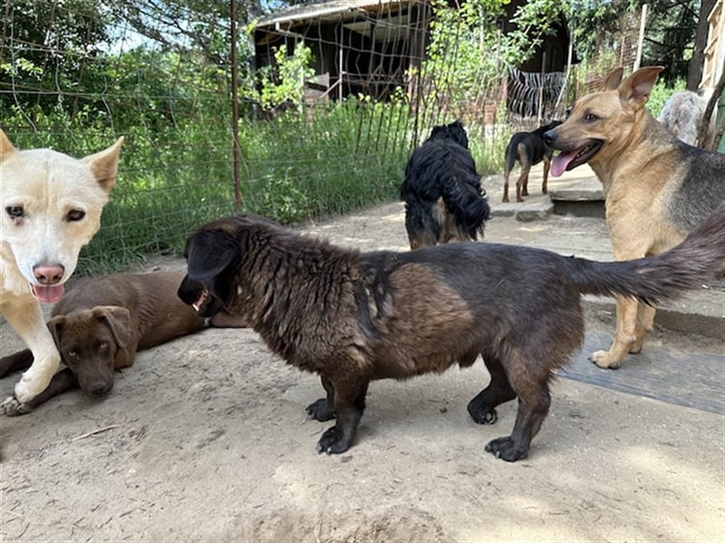 Brownie, lebensfroher Rüde, ca. 3 Jahre, ca. 30 cm, ca. 9 kg Brownie, lebensfroher Rüde, ca. 3 Jahre, ca. 30 cm, ca. 9 kg
