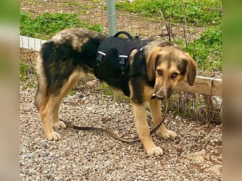 Xenia, schüchterne Schönheit, ca. 1 Jahr, ca. 38 cm, ca. 14 kg