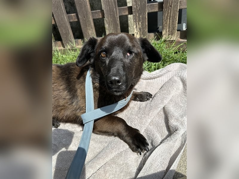 Brownie, lebensfroher Rüde, ca. 3 Jahre, ca. 30 cm, ca. 9 kg Brownie, lebensfroher Rüde, ca. 3 Jahre, ca. 30 cm, ca. 9 kg