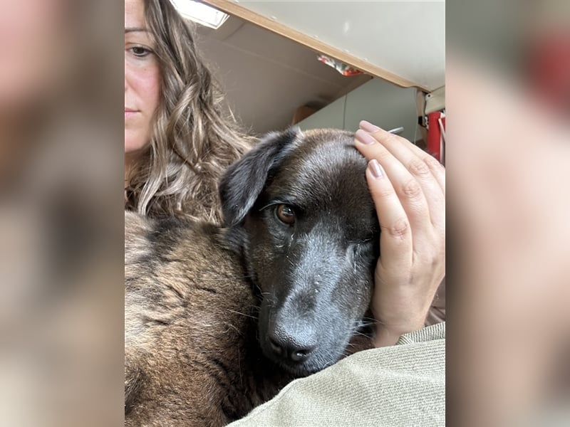 Brownie, lebensfroher Rüde, ca. 3 Jahre, ca. 30 cm, ca. 9 kg Brownie, lebensfroher Rüde, ca. 3 Jahre, ca. 30 cm, ca. 9 kg