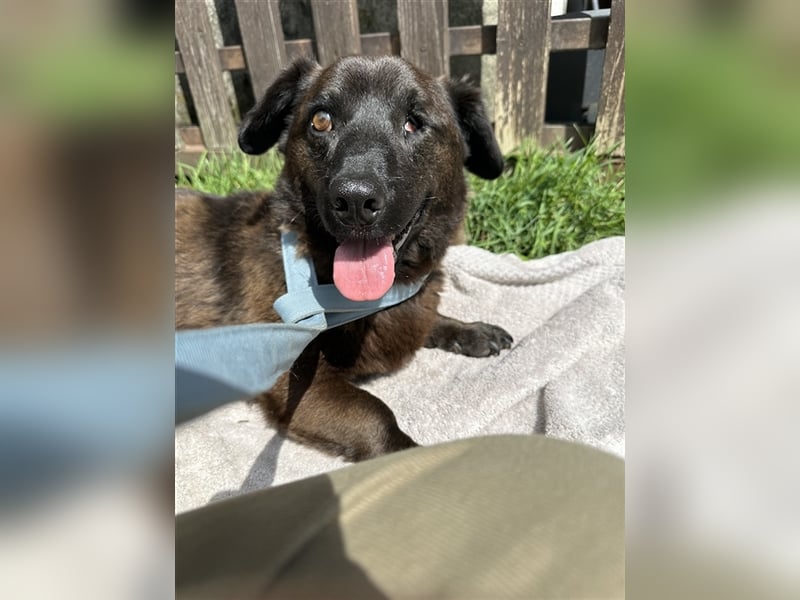 Brownie, lebensfroher Rüde, ca. 3 Jahre, ca. 30 cm, ca. 9 kg Brownie, lebensfroher Rüde, ca. 3 Jahre, ca. 30 cm, ca. 9 kg