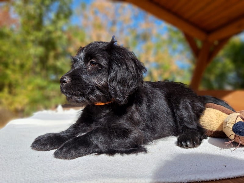 Libby, feinfühliges Welpenmädchen, ca. 3 Monate, ca. 26 cm, ca. 4 kg