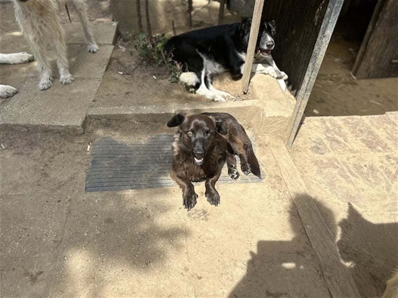 Brownie, lebensfroher Rüde, ca. 3 Jahre, ca. 30 cm, ca. 9 kg Brownie, lebensfroher Rüde, ca. 3 Jahre, ca. 30 cm, ca. 9 kg